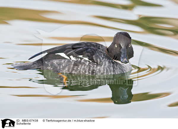 Schellente / common goldeneye duck / MBS-07438