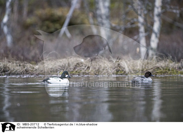 schwimmende Schellenten / swimming Common Goldeneye Ducks / MBS-20712