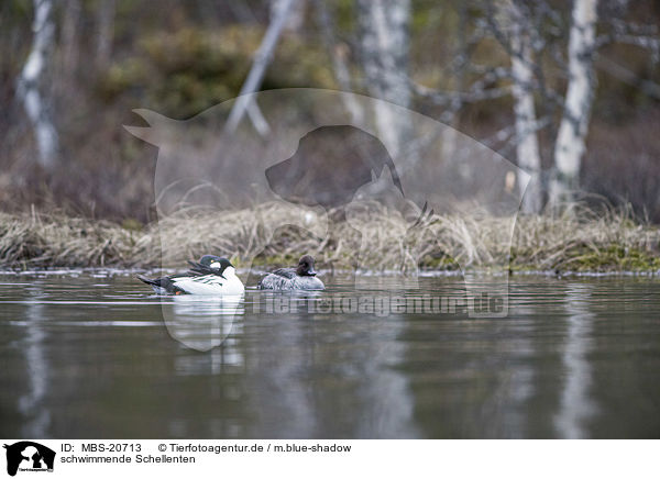 schwimmende Schellenten / swimming Common Goldeneye Ducks / MBS-20713