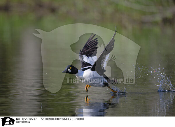 Schellente / common goldeneye duck / THA-10287