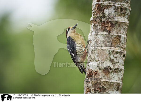 Schlfenfleckspecht / black-cheeked woodpecker / JR-05678