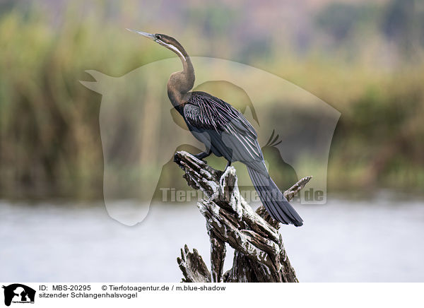 sitzender Schlangenhalsvogel / MBS-20295