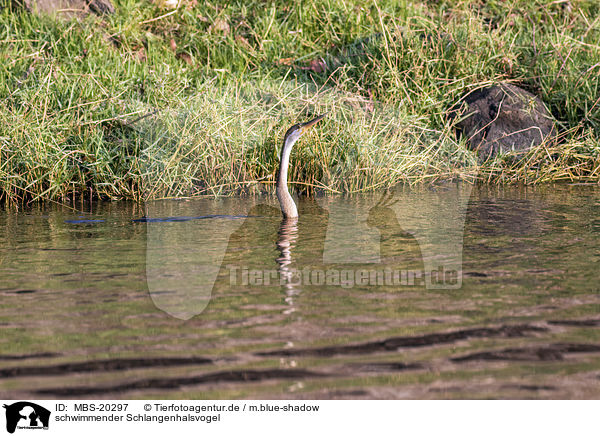 schwimmender Schlangenhalsvogel / MBS-20297