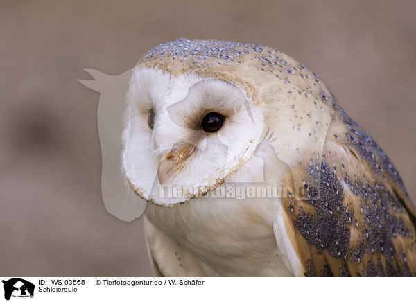 Schleiereule / barn owl / WS-03565