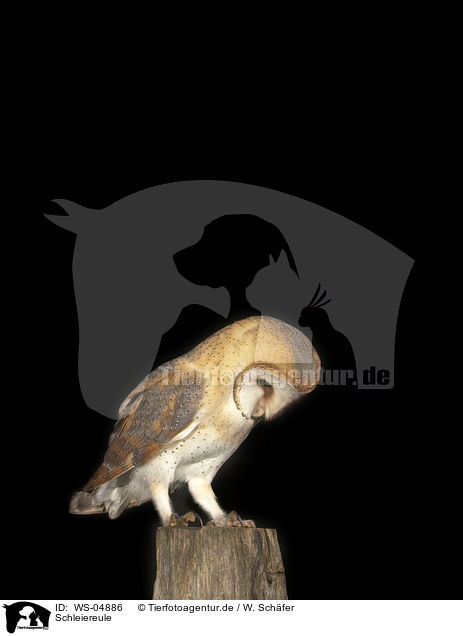 Schleiereule / barn owl / WS-04886