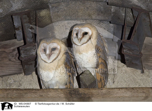 Schleiereulen / barn owls / WS-04887