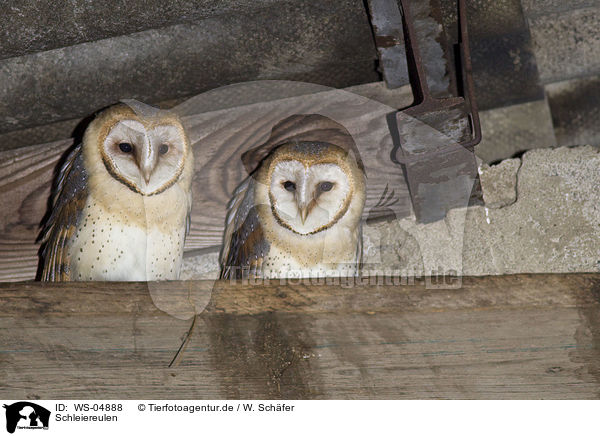 Schleiereulen / barn owls / WS-04888