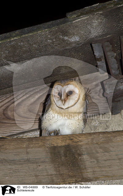 Schleiereule / barn owl / WS-04889