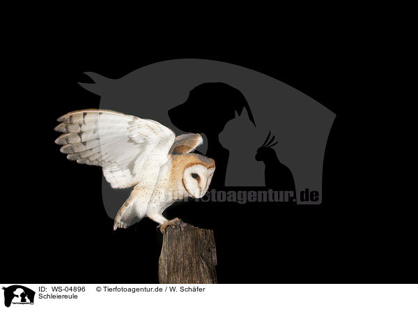 Schleiereule / barn owl / WS-04896