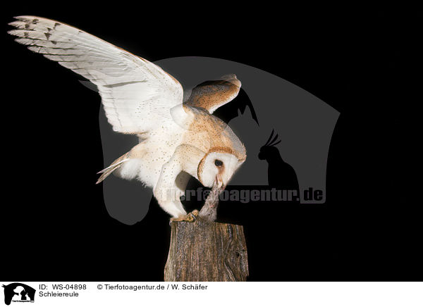 Schleiereule / barn owl / WS-04898