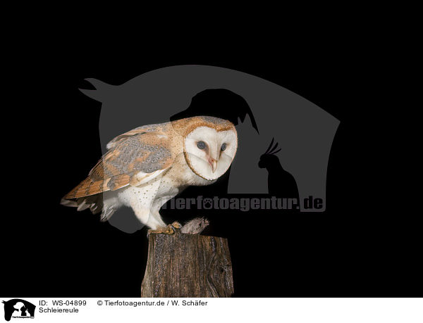 Schleiereule / barn owl / WS-04899