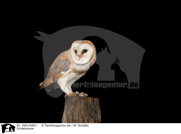Schleiereule / barn owl / WS-04901
