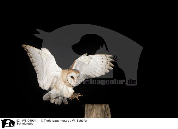 Schleiereule / barn owl / WS-04904
