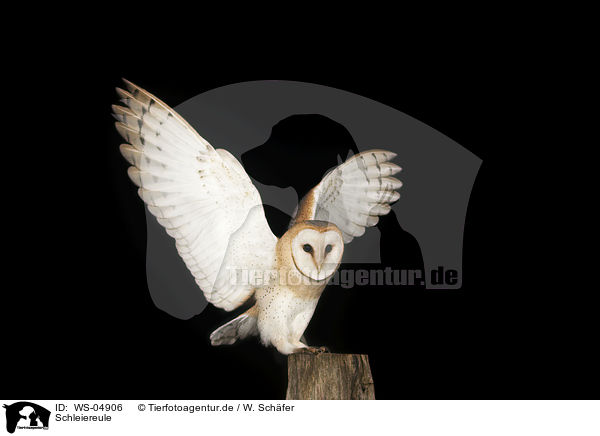 Schleiereule / barn owl / WS-04906