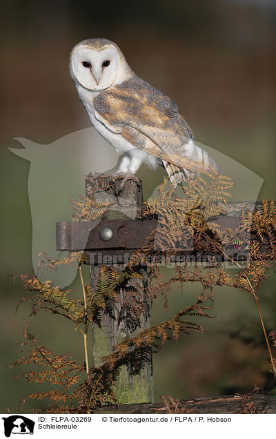 Schleiereule / barn owl / FLPA-03269