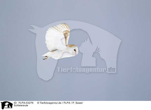 Schleiereule / barn owl / FLPA-03276
