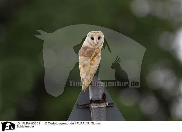 Schleiereule / barn owl / FLPA-03301