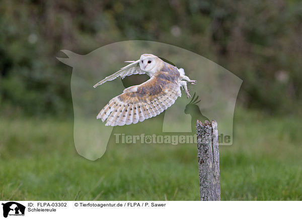 Schleiereule / barn owl / FLPA-03302