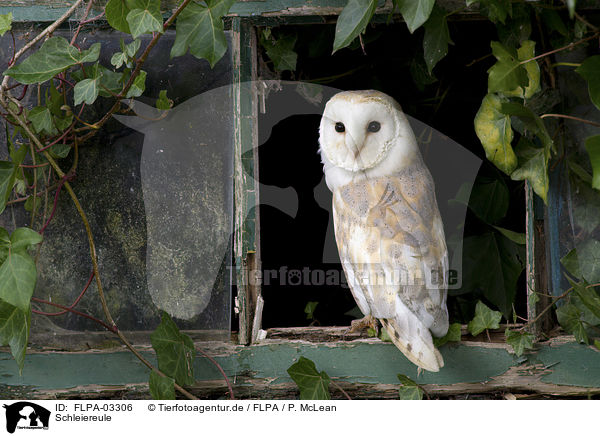 Schleiereule / barn owl / FLPA-03306