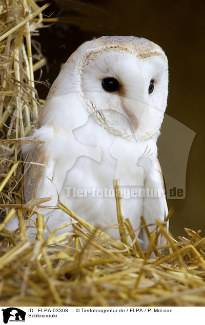 Schleiereule / barn owl / FLPA-03308