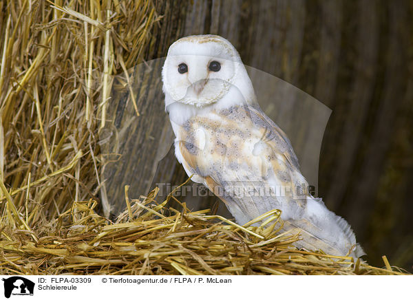 Schleiereule / barn owl / FLPA-03309
