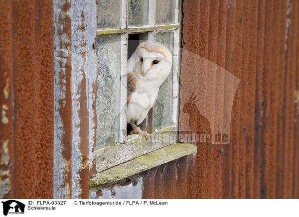 Schleiereule / barn owl / FLPA-03327