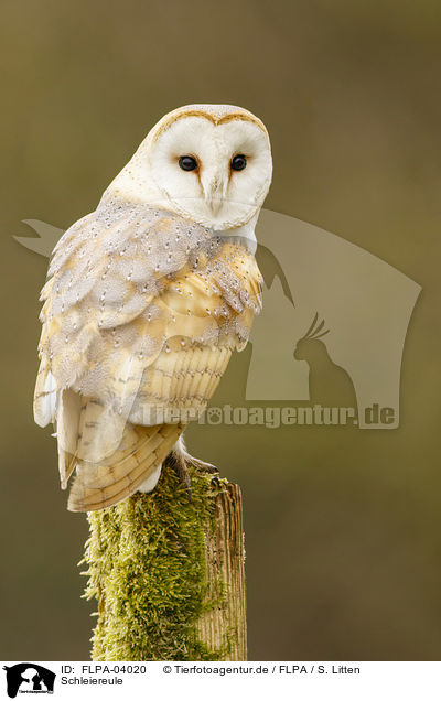 Schleiereule / barn owl / FLPA-04020