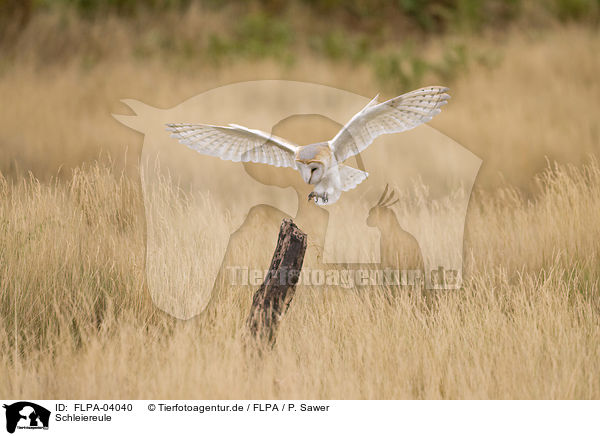 Schleiereule / barn owl / FLPA-04040