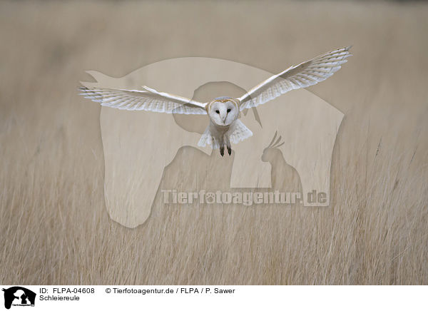 Schleiereule / barn owl / FLPA-04608