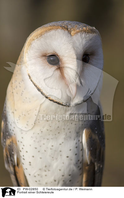 Portrait einer Schleiereule / portrait of a barn owl / PW-02850