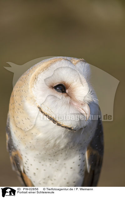Portrait einer Schleiereule / portrait of a barn owl / PW-02856