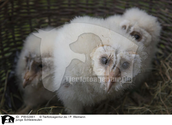 junge Schleiereulen / young barn owls / PW-02861
