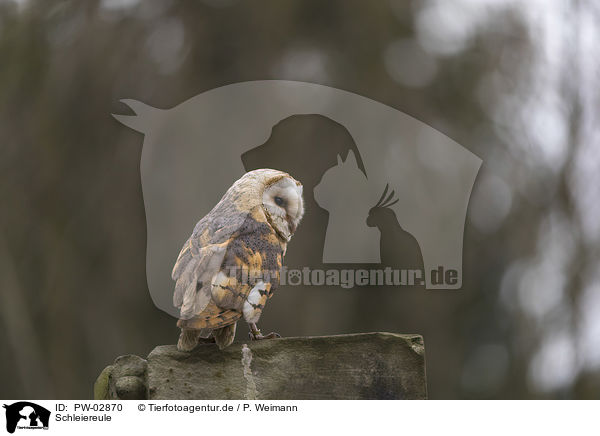 Schleiereule / barn owl / PW-02870