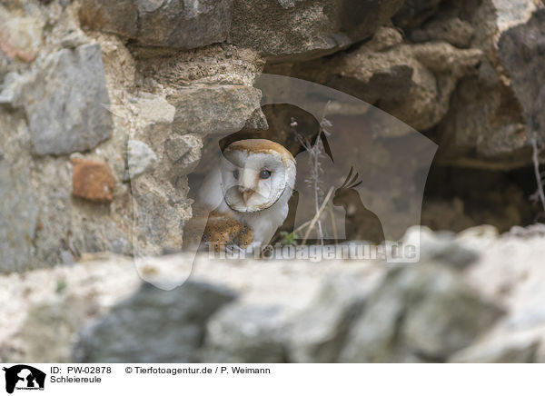 Schleiereule / barn owl / PW-02878