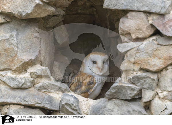 Schleiereule / barn owl / PW-02882