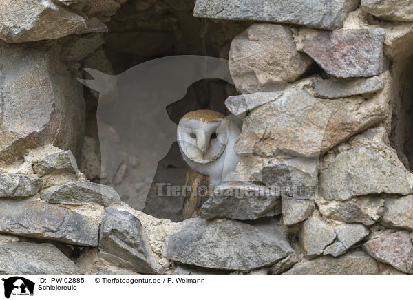 Schleiereule / barn owl / PW-02885