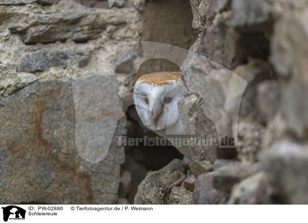 Schleiereule / barn owl / PW-02886