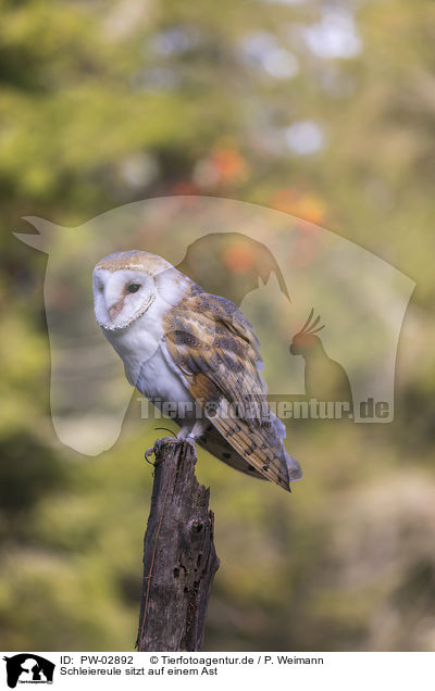 Schleiereule sitzt auf einem Ast / barn owl sits on a branch / PW-02892