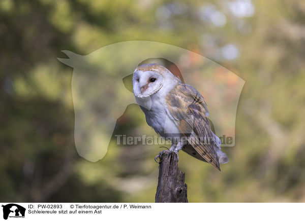 Schleiereule sitzt auf einem Ast / barn owl sits on a branch / PW-02893