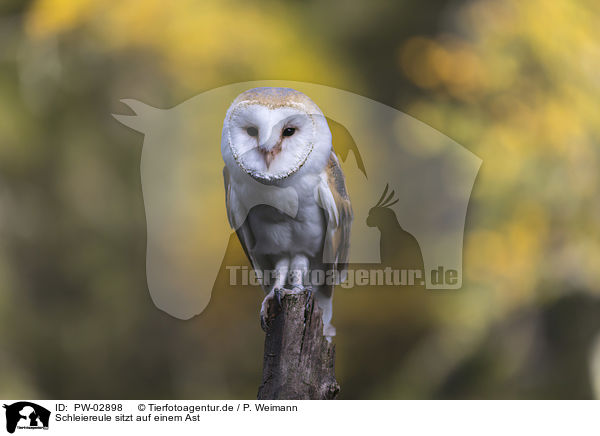 Schleiereule sitzt auf einem Ast / barn owl sits on a branch / PW-02898