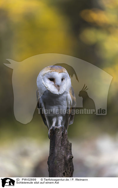 Schleiereule sitzt auf einem Ast / barn owl sits on a branch / PW-02899