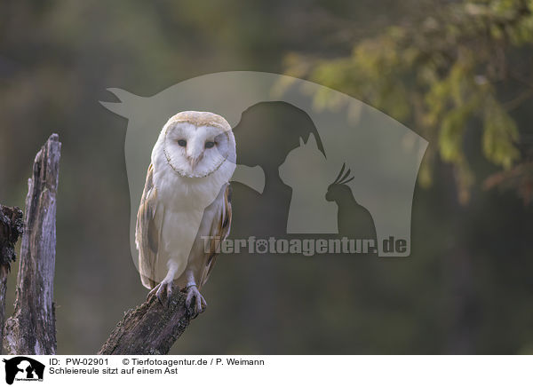 Schleiereule sitzt auf einem Ast / barn owl sits on a branch / PW-02901