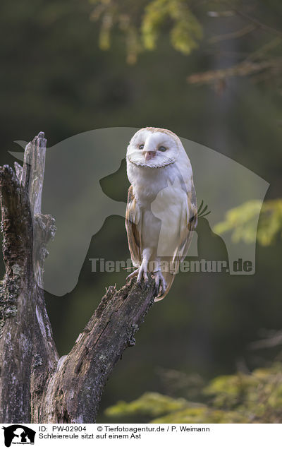 Schleiereule sitzt auf einem Ast / barn owl sits on a branch / PW-02904