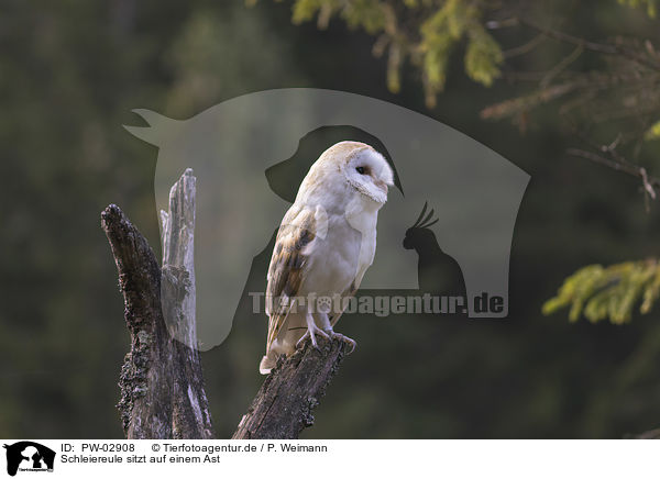 Schleiereule sitzt auf einem Ast / barn owl sits on a branch / PW-02908