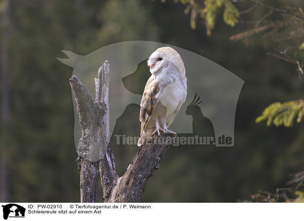 Schleiereule sitzt auf einem Ast / barn owl sits on a branch / PW-02910