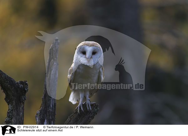 Schleiereule sitzt auf einem Ast / barn owl sits on a branch / PW-02914