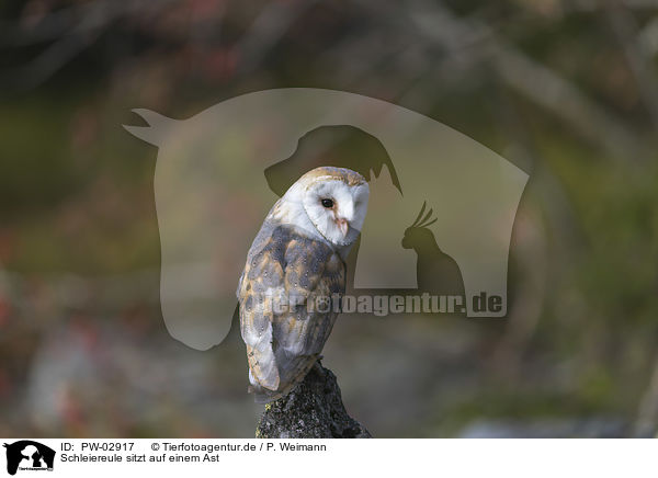 Schleiereule sitzt auf einem Ast / barn owl sits on a branch / PW-02917