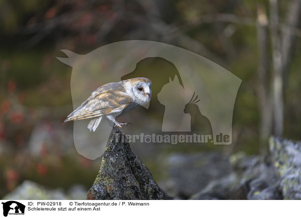Schleiereule sitzt auf einem Ast / barn owl sits on a branch / PW-02918