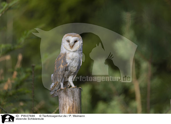 sitzende Schleiereule / sitting Common Barn Owl / PW-07686