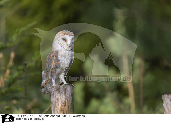 sitzende Schleiereule / sitting Common Barn Owl / PW-07687